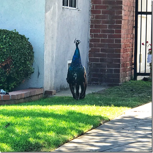 Photo Aug 13, 1 59 49 PM